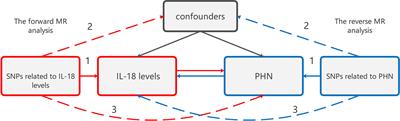 Bidirectional two-sample Mendelian randomization analysis reveals a causal effect of interleukin-18 levels on postherpetic neuralgia risk